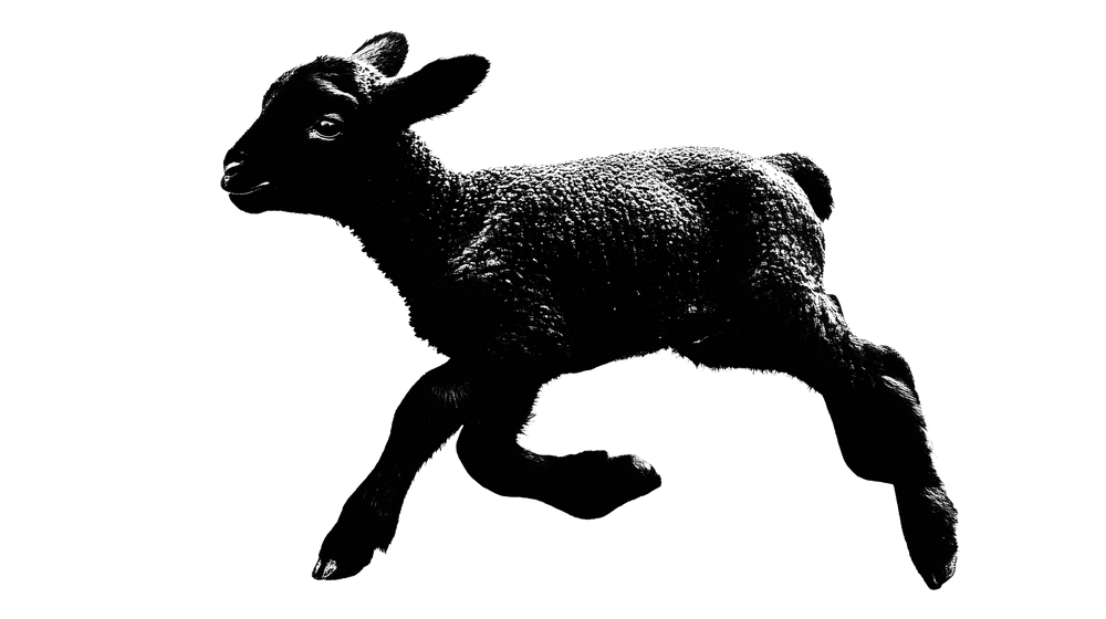 A black lamb mid-leap