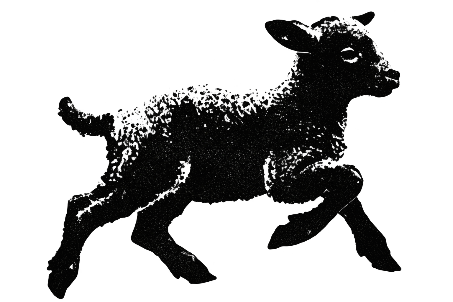 Raphael sheep